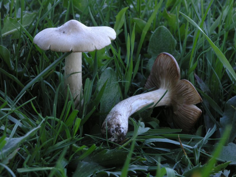 Se l''habitat naturale non risponde...........